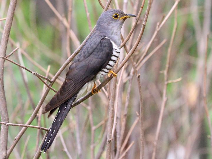 Lesser Cuckoo