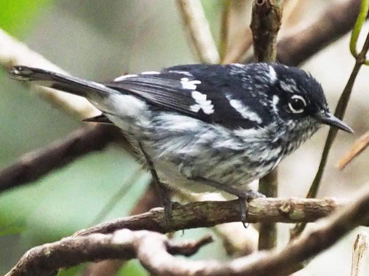 Elfin Woods Warbler