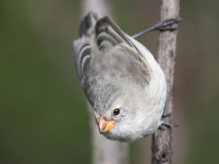 Small Tree Finch