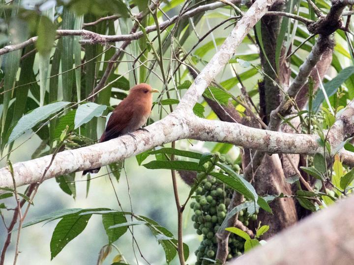Little Cuckoo
