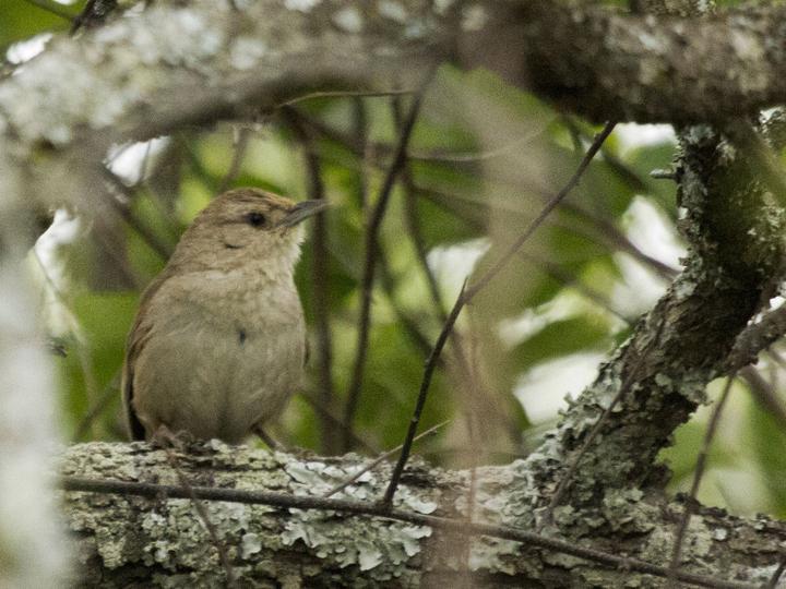 Little Thornbird