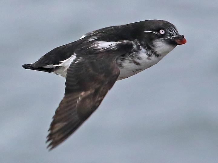 Least Auklet