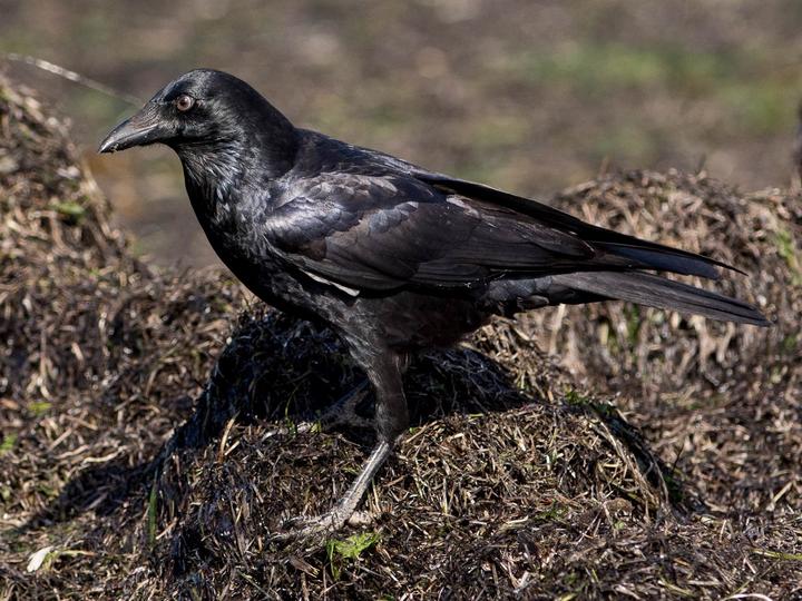 Little Raven