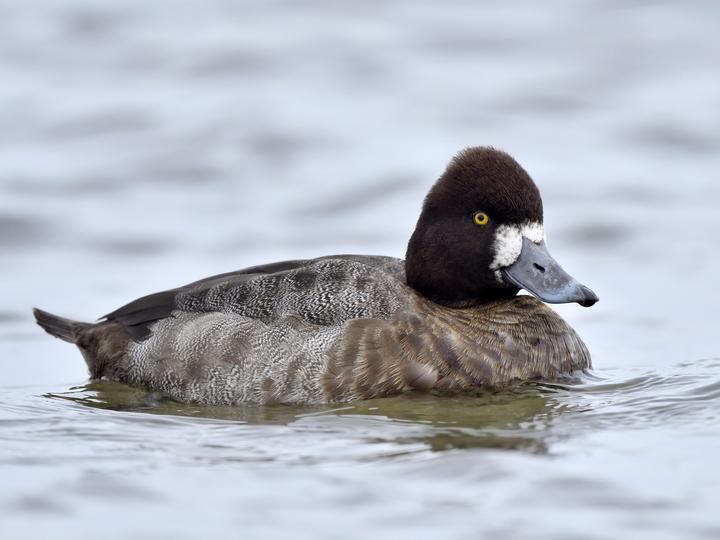 Lesser Scaup