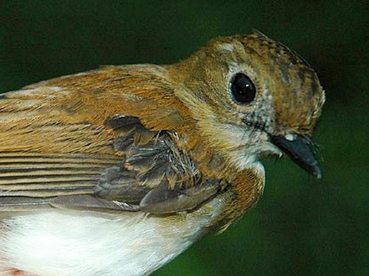 Little Slaty Flycatcher