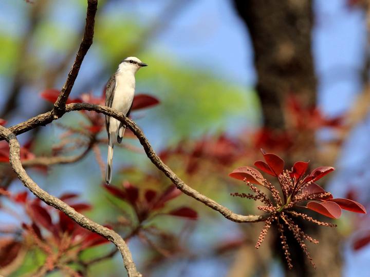 Swinhoe's Minivet