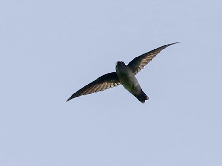 Mascarene Swiftlet