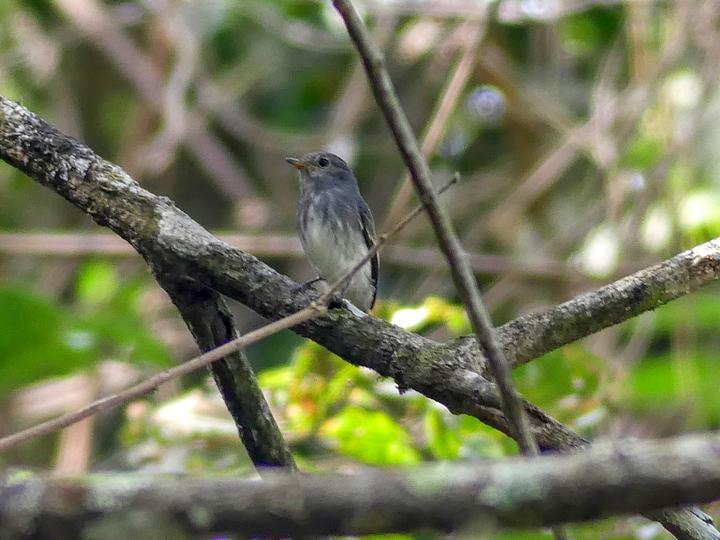 Little Grey Flycatcher