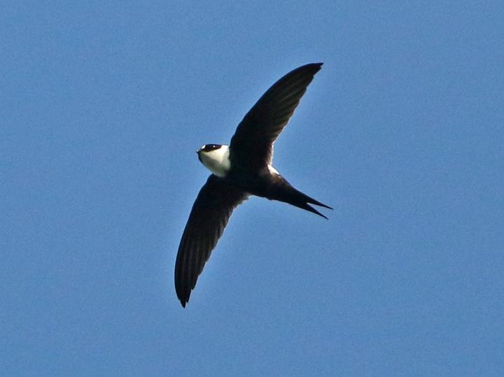 Lesser Swallow-tailed Swift