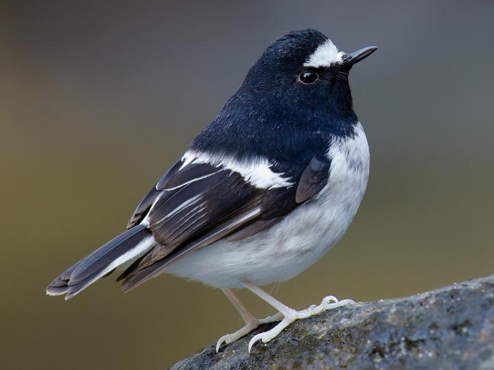 Little Forktail