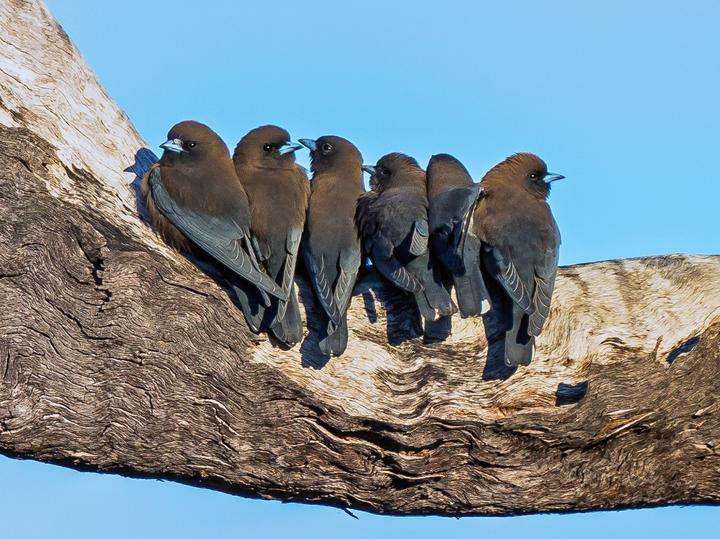 Little Woodswallow