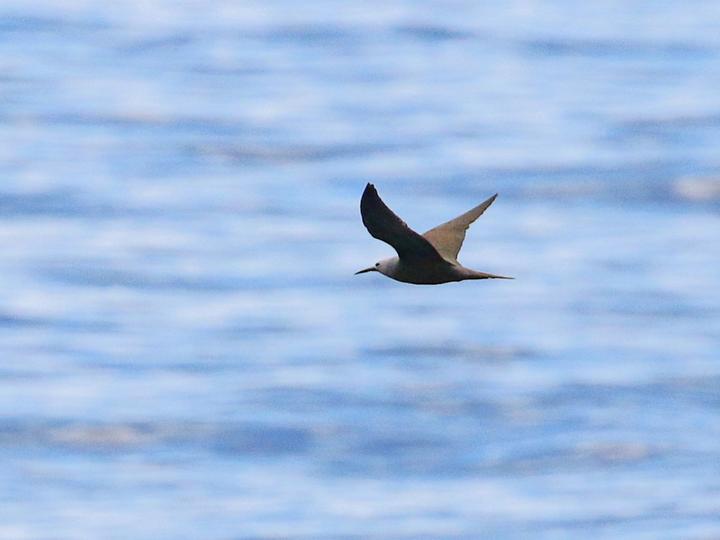 Lesser Noddy