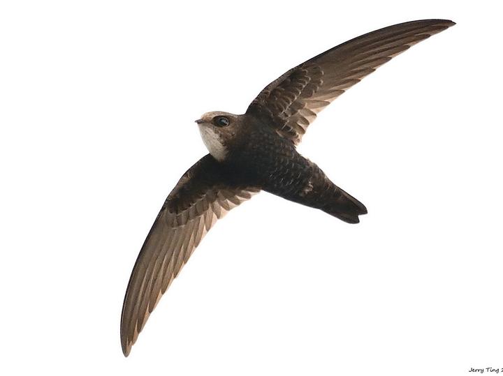 House Swift