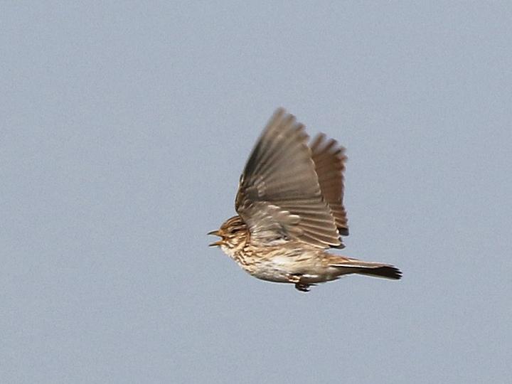 Mediterranean Short-toed Lark