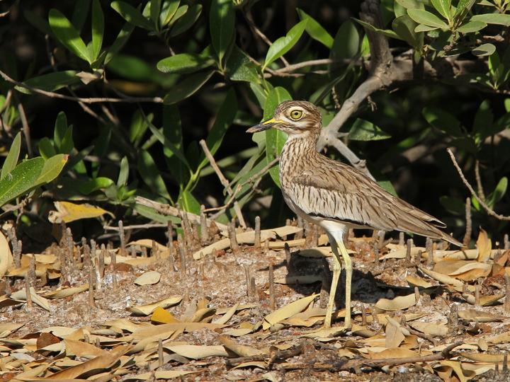 Senegal Thick-knee