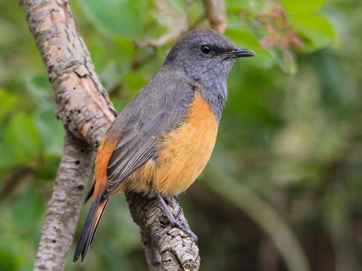 Little Rock Thrush