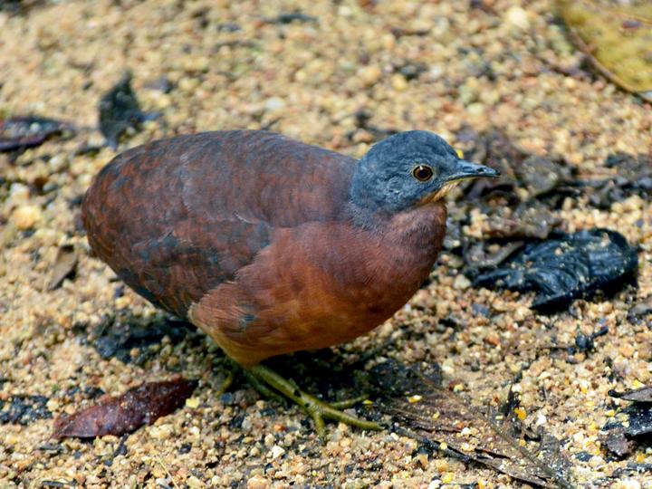 Little Tinamou