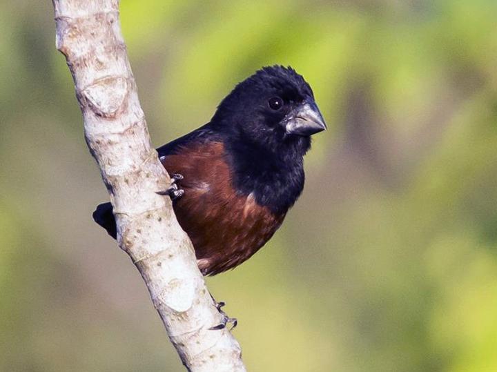 Chestnut-bellied Seed Finch