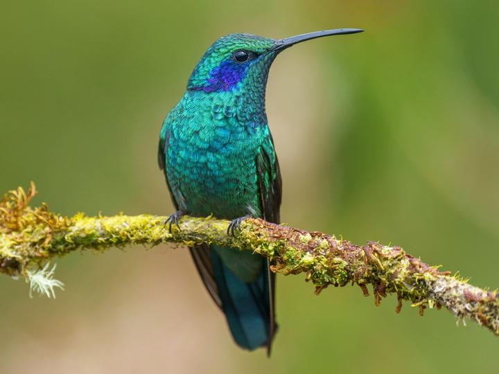 Lesser Violetear