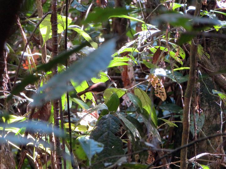 Scaly-crowned Babbler
