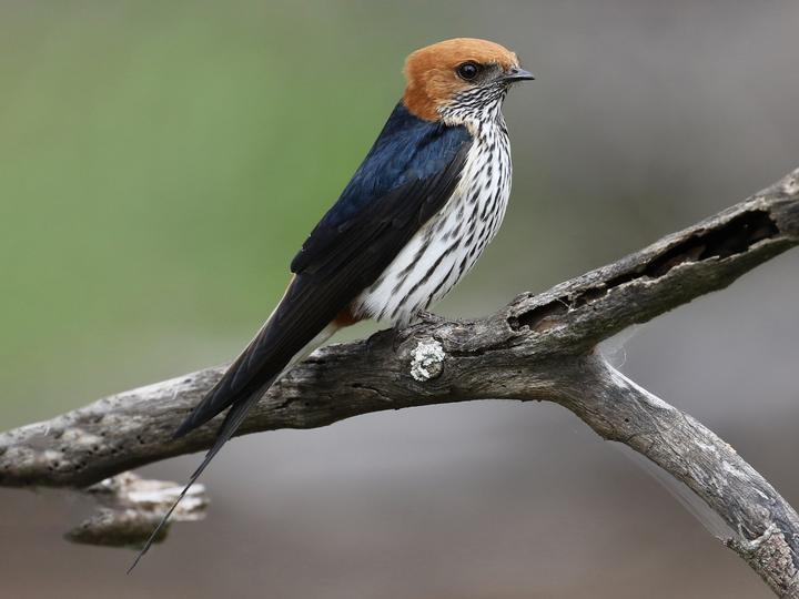 Lesser Striped Swallow