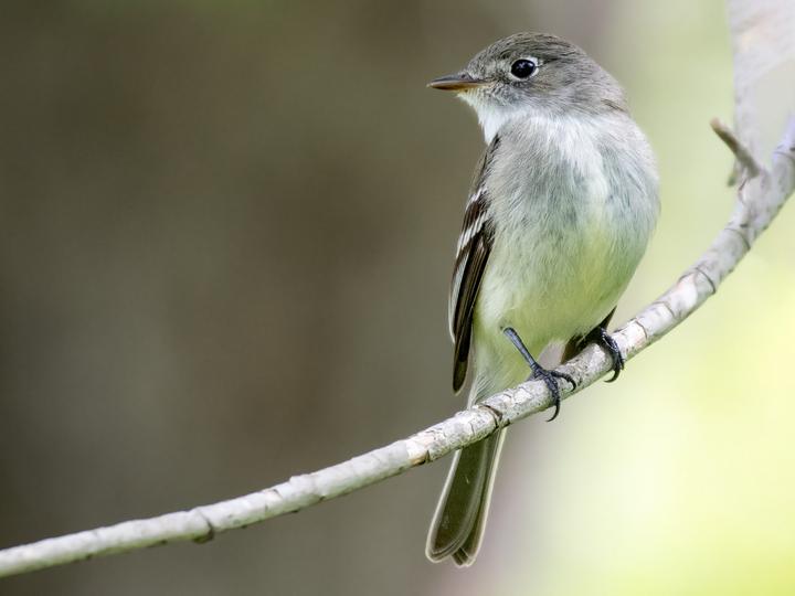 Least Flycatcher