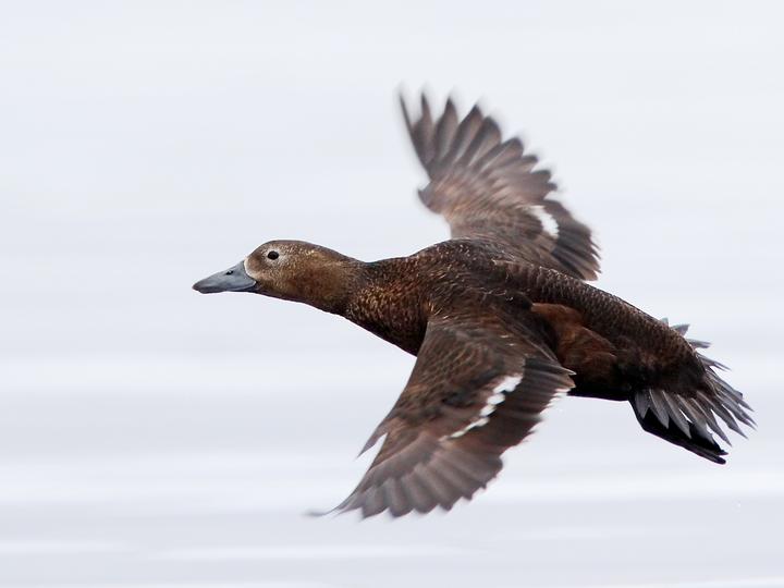 Steller's Eider