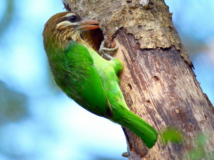 White-cheeked Barbet