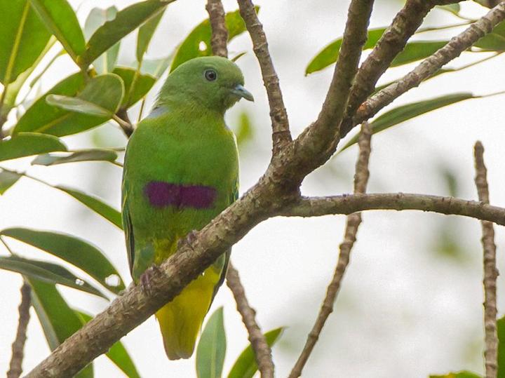 Dwarf Fruit Dove