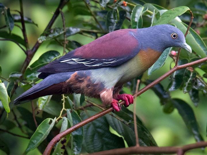 Little Green Pigeon