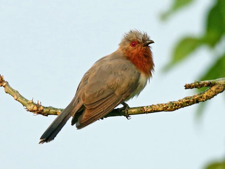 Dwarf Cuckoo