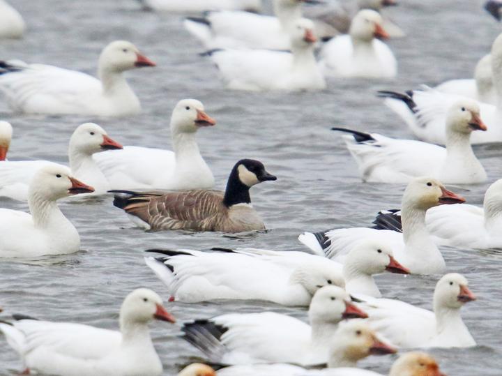 Cackling Goose