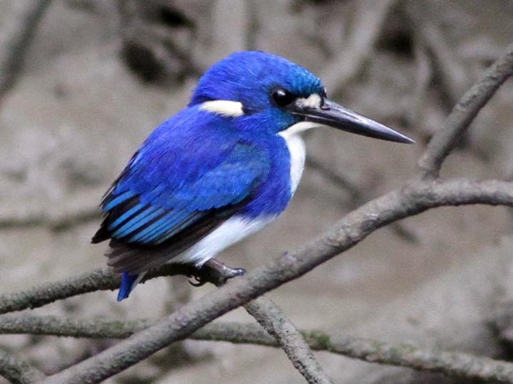Little Kingfisher