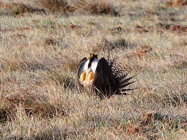 Gunnison Grouse