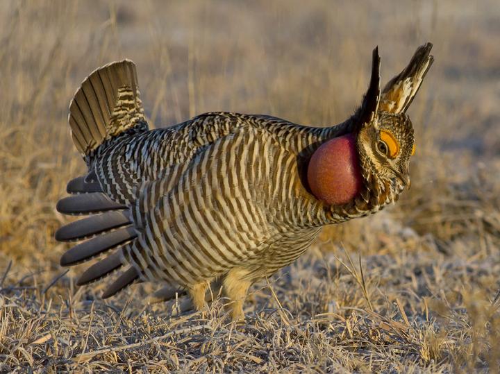 Lesser Prairie Chicken