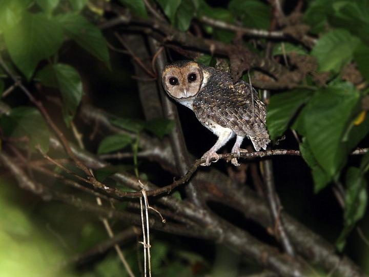 Moluccan Masked Owl