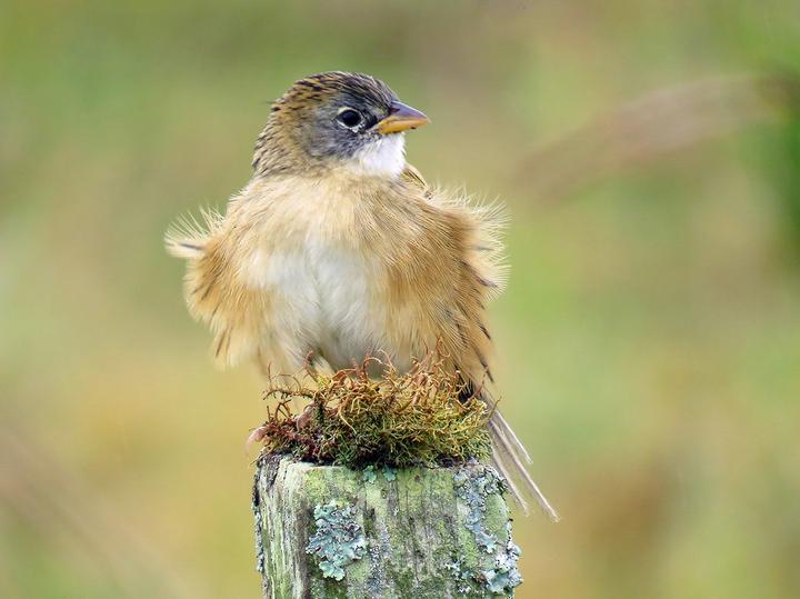 Lesser Grass Finch