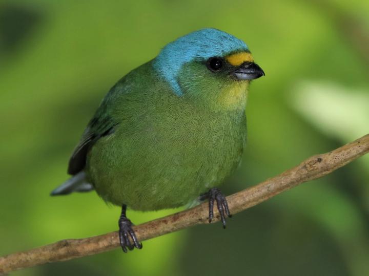 Lesser Antillean Euphonia