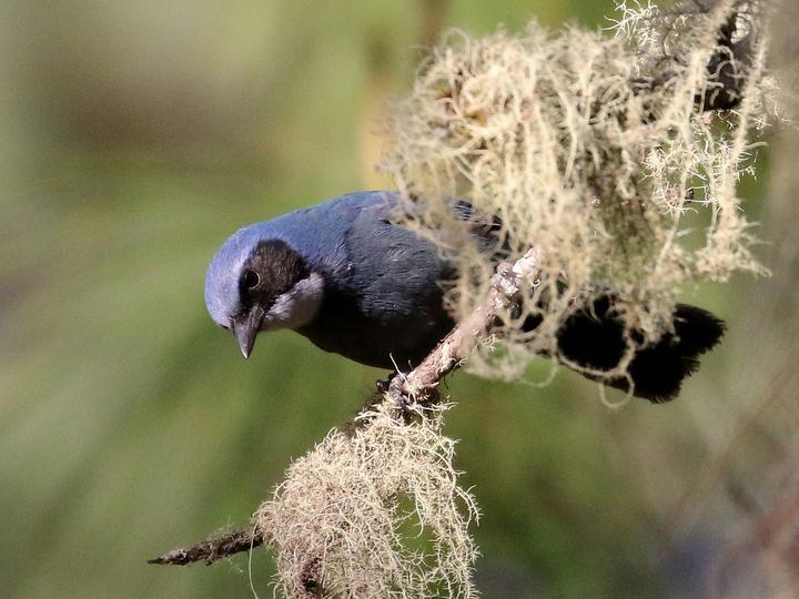 Dwarf Jay