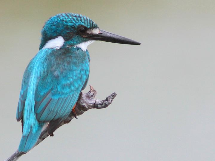 Cerulean Kingfisher