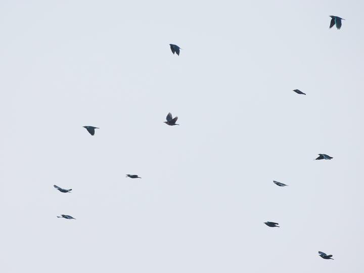 Lesser Blue-eared Starling
