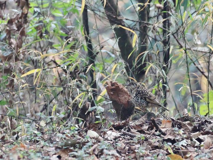 Scaly Thrush