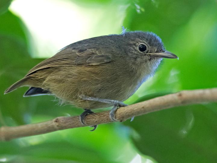 Salvadori's Antwren