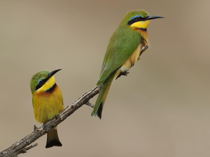 Little Bee-eater