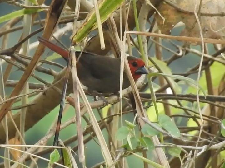 Lesser Seedcracker