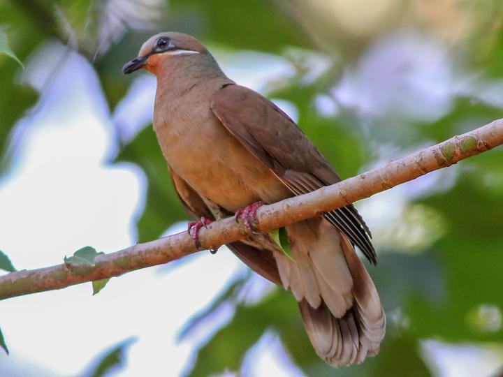 White-eared Brown Dove