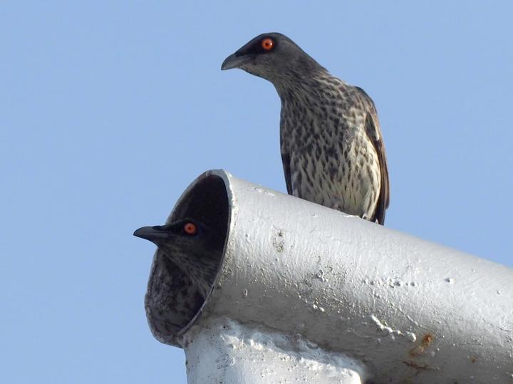Singing Starling
