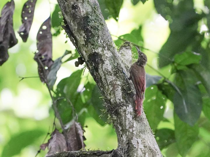 Little Long-tailed Woodcreeper