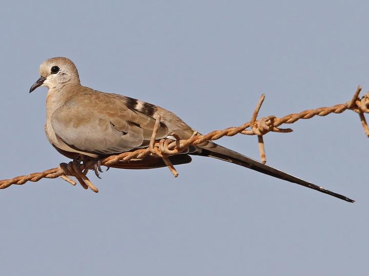 Namaqua Dove