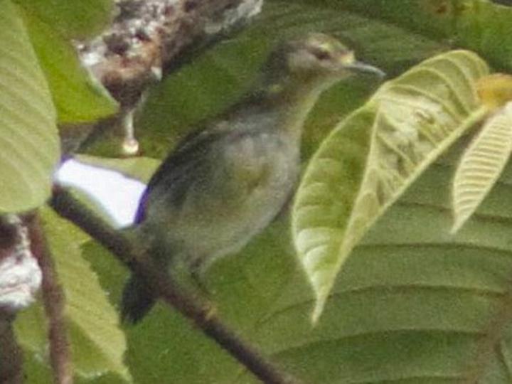 Visayan Miniature Babbler